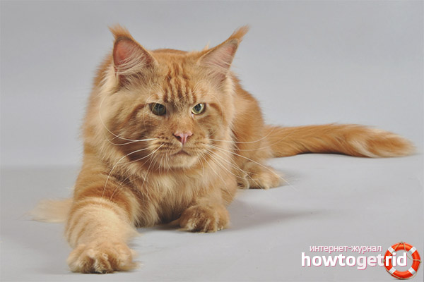 Maine Coon cat breed description