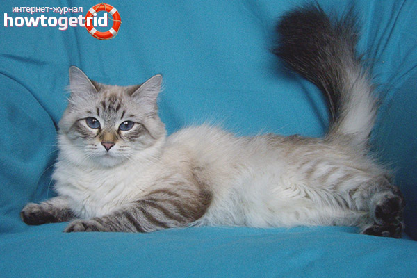 Description of the breed of Neva Masquerade cat