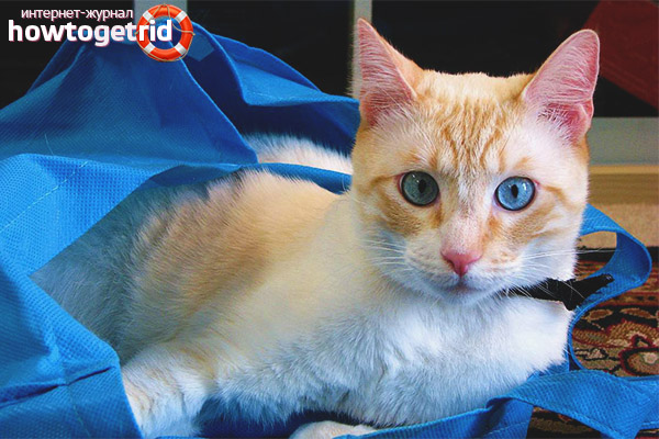 Features of the content of the breed of cats ochos azules