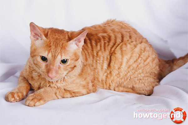 Features of the Ural Rex