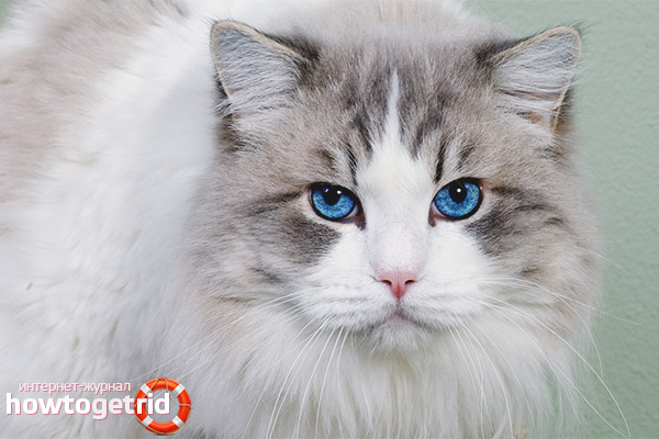 Health features of cat breeds ojos azules