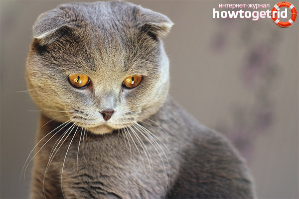 Scottish fold cat food