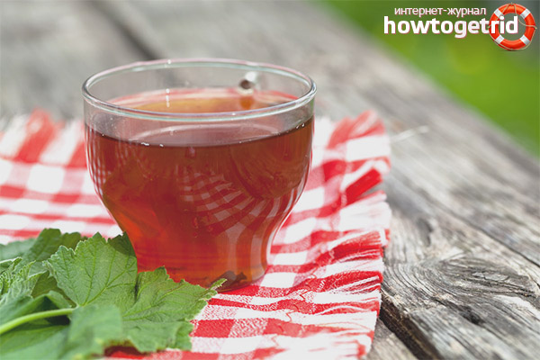 The benefits and harms of currant leaf tea
