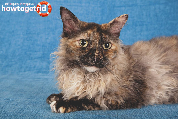 Laperma cat breed