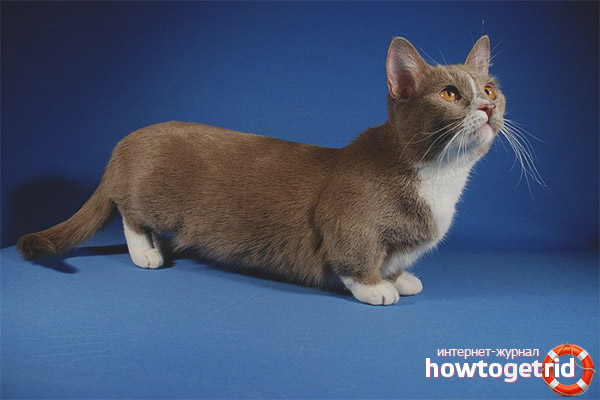 Cat breed munchkin