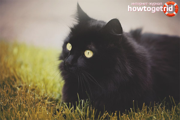 Chantilly Tiffany cat breed