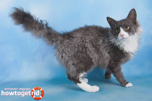 Proper care and nutrition of cats laperma