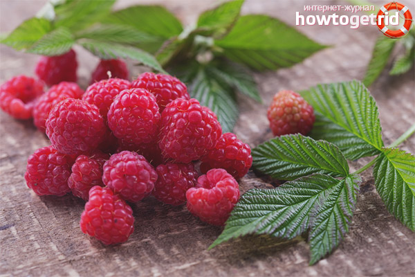 Contraindications raspberries for breastfeeding