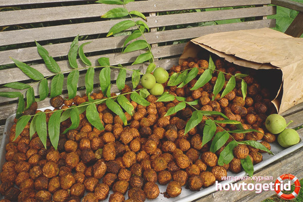 Contre-indications du noyer de Mandchourie