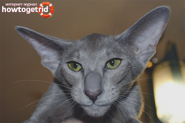 Oriental cat psychology