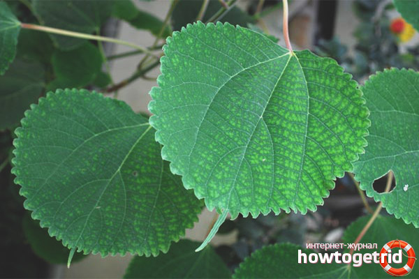 Varieties of boemeria