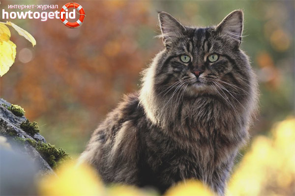 Varieties of color Norwegian cats