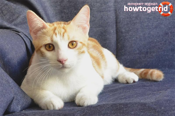 Breeding Anatolian cats