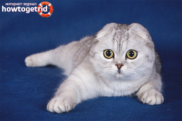 Scottish fold cat breed