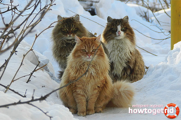 Siberian cats