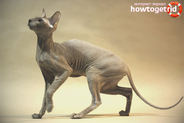 The content of the St. Petersburg Sphinx