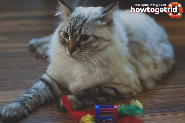 Siberian cat content