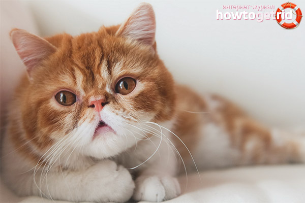 Exotic Shorthair Standards