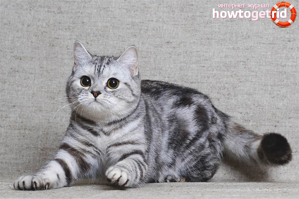 Scottish straight cat breed standards
