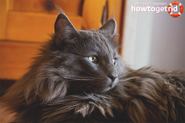 Care and maintenance of Norwegian forest cats