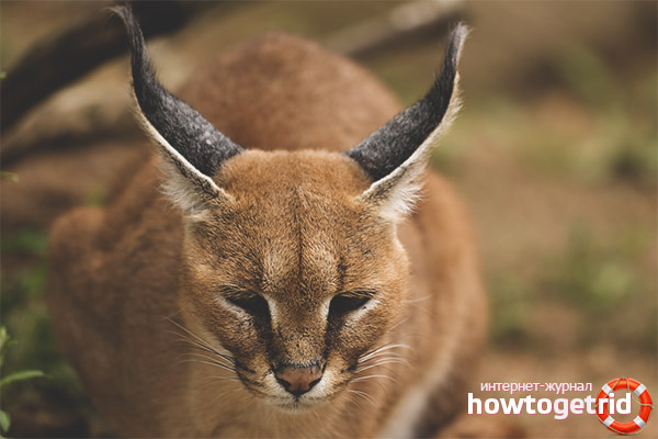 Caracal Cat Care