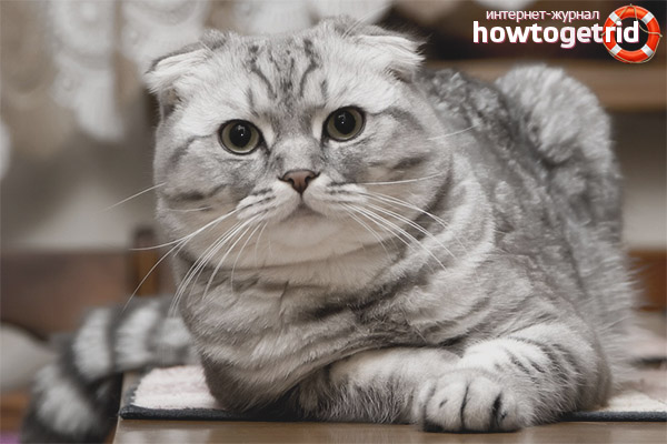 Scottish fold cat care