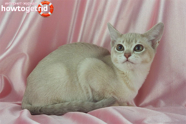 Burmilla cats care and maintenance