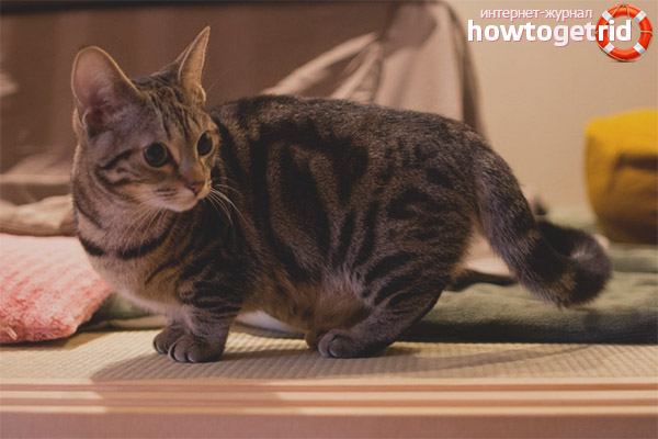 External data of cat breed munchkin