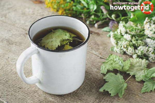 Damage to currant leaf tea