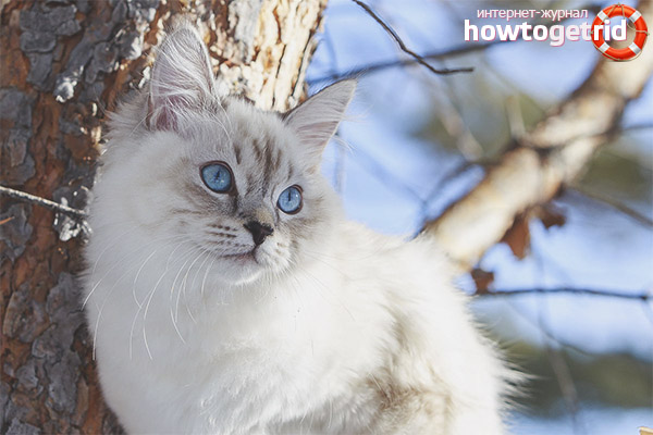 Health Neva Masquerade Cat