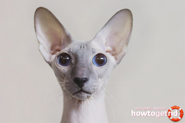 Health of the St. Petersburg Sphinx