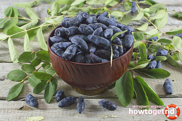 Honeysuckle during pregnancy