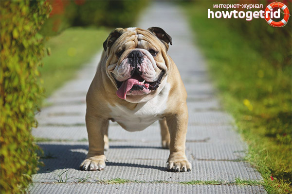 English bulldog