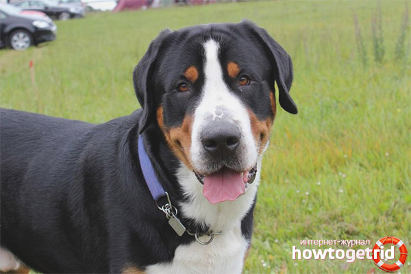 Greater Swiss Mountain Dog