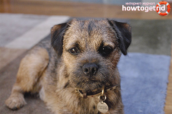 Border Terrier