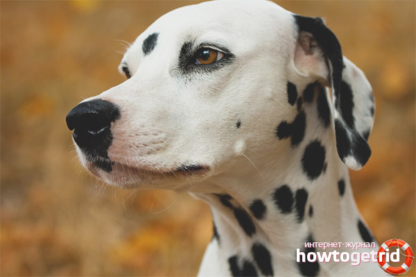 Dalmatian
