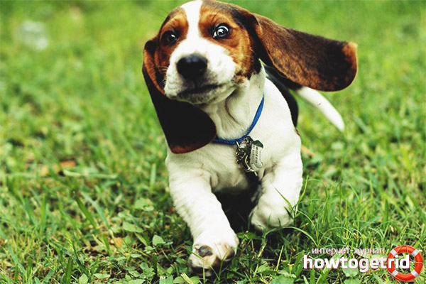 Basset Hound Training