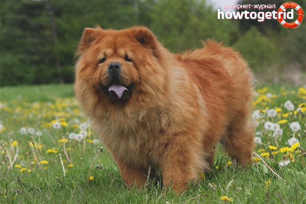 Chow Chow Training