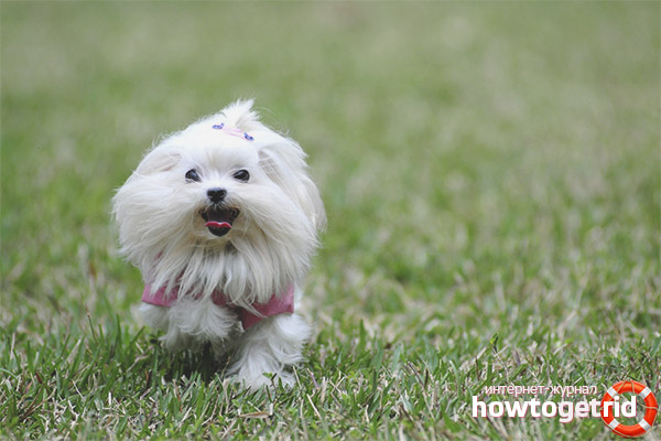 Training and character of the Maltese lapdog