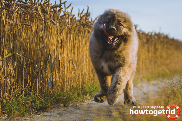 Caucasian Shepherd Dog Training