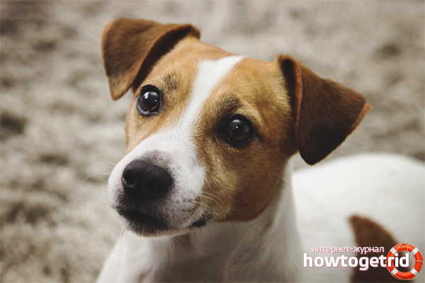 Jack Russell Terrier