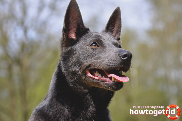 Australian Kelpie Character