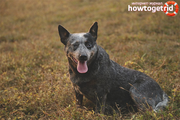 Caractère de chien de berger australien