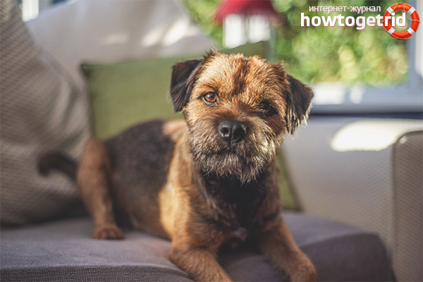 Border Terrier Character