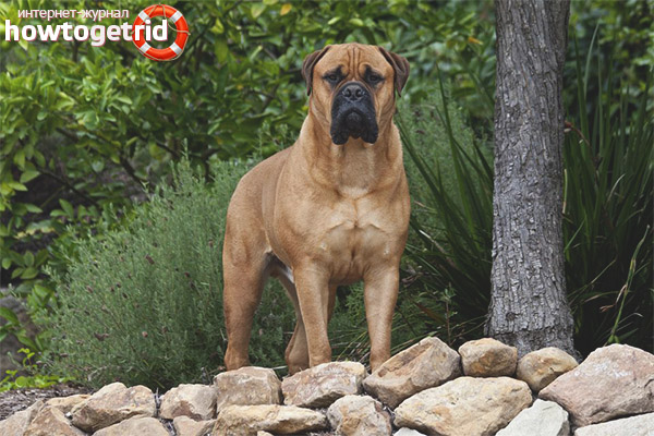 Boerboel character