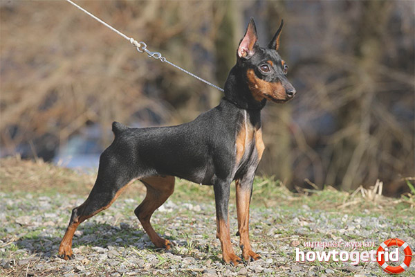 Miniature Pinscher Character