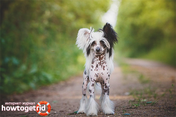 Crested Chinese Character