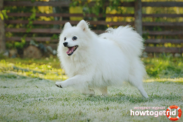 Character of Japanese Spitz