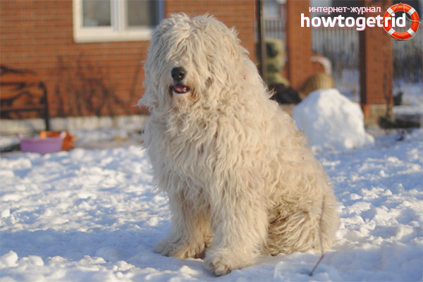 South Russian Shepherd Character