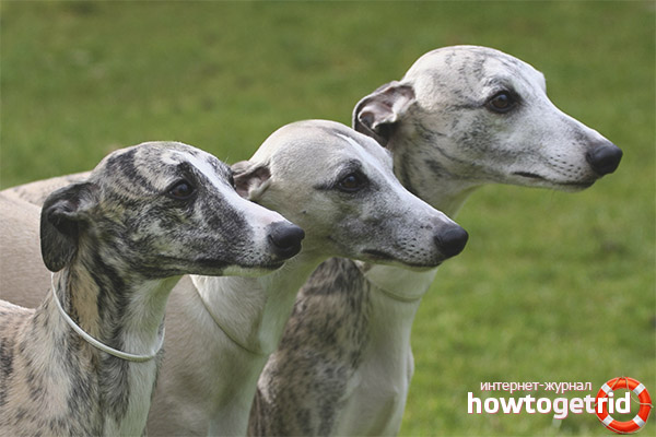 Italian greyhound character